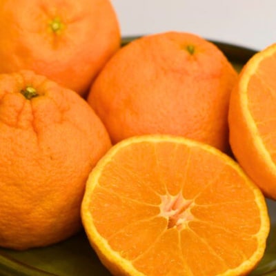 たにぐち農園の完熟不知火 訳あり 5kg【2026年2月中旬～3月下旬に順次発送】【mtn010B】