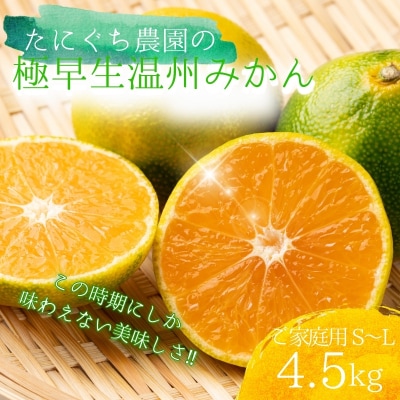 訳あり S-L不揃い 極早生温州みかん(マルチ)4.5kg【9月下旬～10月下旬】【mtn016A】