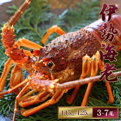 【先行受付】伊勢えび(活)3～7尾 1.15～1.25kg【10月中旬～発送】【enk003】