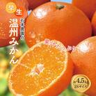 2Sサイズ 石本農園の早生温州みかん約4.5kg【11月下旬から12月末順次発送】【mis003B】