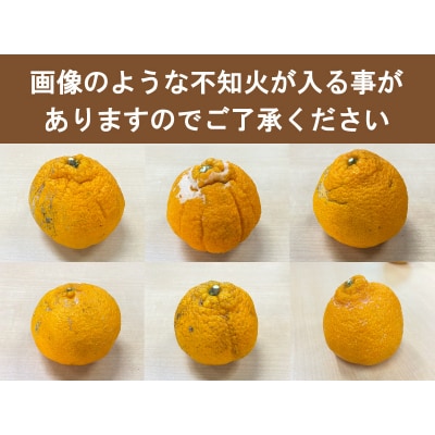 訳あり 不知火 約3.5kg 大小混合【2027年2月初旬～3月下旬頃発送予定】【njb670E】