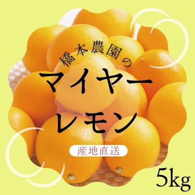 【先行受付】橋本農園のマイヤーレモン5kg【2025年12月中旬～発送】【mht006】