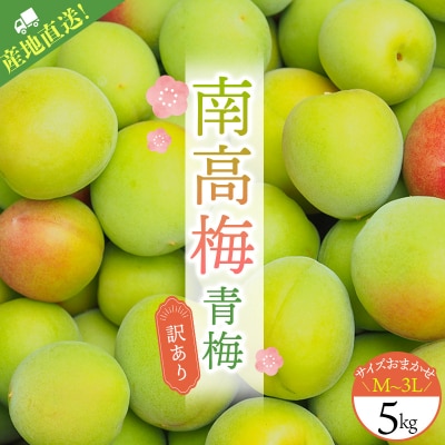 訳あり 南高梅 青梅 5kg サイズおまかせ【2025年6月初旬～中旬頃発送】【ymu002】