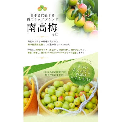 訳あり 南高梅 青梅 5kg サイズおまかせ【2025年6月初旬～中旬頃発送】【ymu002】