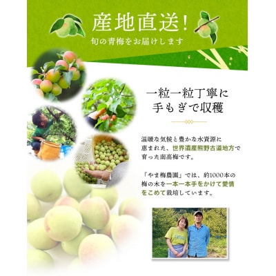 訳あり 南高梅 青梅 5kg サイズおまかせ【2025年6月初旬～中旬頃発送】【ymu002】