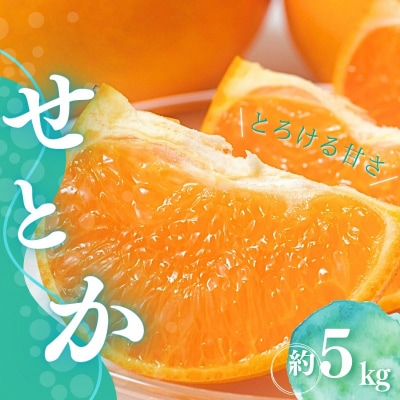 L～3Lサイズ混合 橋本農園のせとか 5kg 【3月上旬から3月下旬に順次発送】【mht012A】