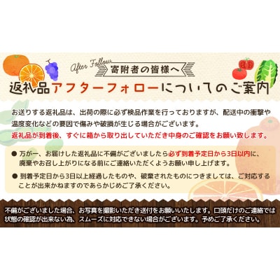 【先行受付】橋本農園の セミノール 5kg 【3月中旬～4月中旬に順次発送】【mht017】