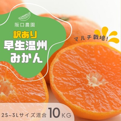2S~3L混合 10kg 阪口農園の訳あり早生温州みかん (マルチ栽培)  【msa005A】