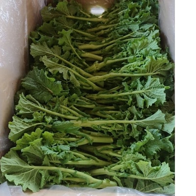 菜の花(バラ) 約2kg