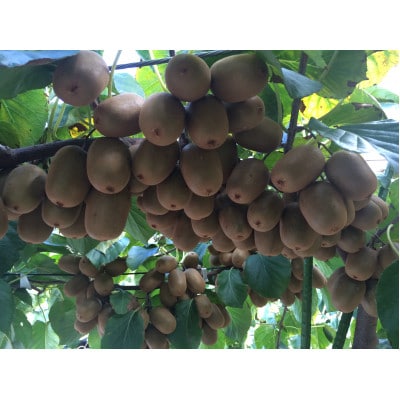【香川県共通返礼品】さぬきキウイっこ 約1kg