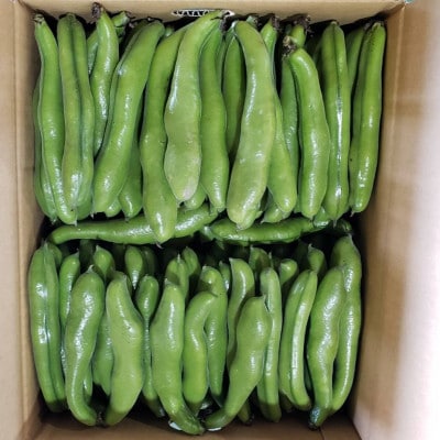 そらまめ 約2kg