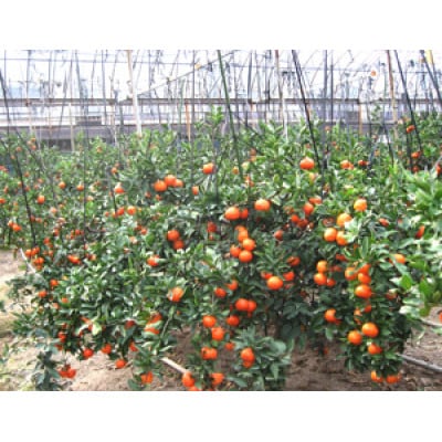 【香川県共通返礼品】越冬小原紅早生みかん(小玉サイズ) 約2kg