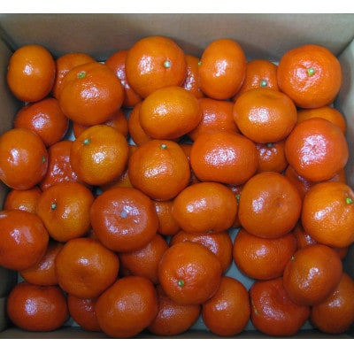 【香川県共通返礼品】訳ありハウス小原紅早生みかん 約1.5kg