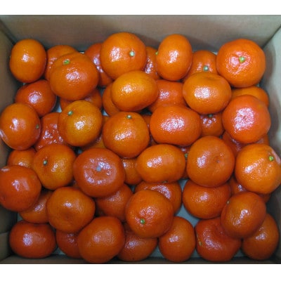 【香川県共通返礼品】ハウス小原紅早生みかん化粧箱 約1kg