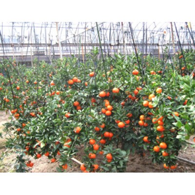 【先行予約2027年1月～2月順次発送】越冬小原紅早生みかん(個包装) 約2kg