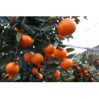 【先行予約2027年1月～2月順次発送】越冬小原紅早生みかん(個包装) 約2kg