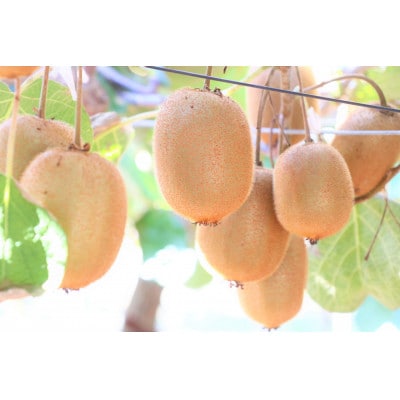 【ふるさと納税】【香川県共通返礼品】　キウイ　美しい緑が鮮やかな　香緑(こうりょく)約3.0kg