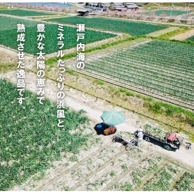 【新たまねぎ】淡路島たまねぎ(10キロ)【発送時期5月頃】　aa28013