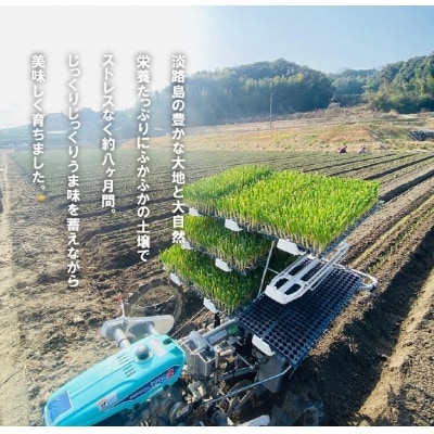 【新たまねぎ】淡路島たまねぎ(10キロ)【発送時期5月頃】　aa28013