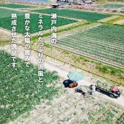 【新たまねぎ】淡路島たまねぎ(5キロ)【発送時期:5月頃】　aa28012