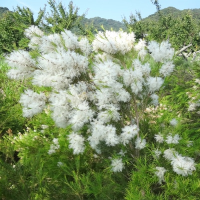 淡路島産エッセンシャルオイルSuu3本 Aセット　aa12015