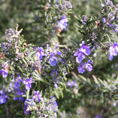 淡路島産エッセンシャルオイルSuu3本 Bセット　aa12016