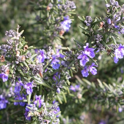 淡路島産エッセンシャルオイルSuu3本 Cセット　aa12017