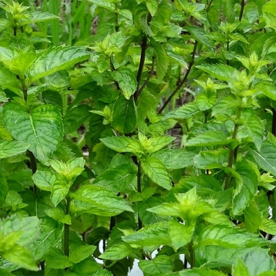 淡路島産エッセンシャルオイルSuu3本 Cセット　aa12017