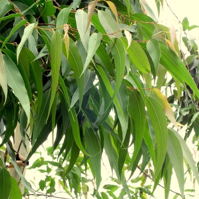 淡路島産エッセンシャルオイルSuu3本 Dセット　aa12018