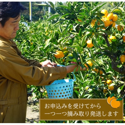 温州みかん　5kg　サイズ色々S・M・Lミックス　aa28014