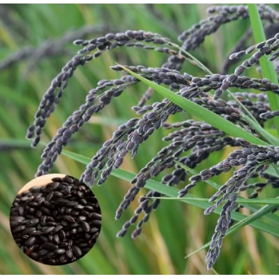 淡路島の古代米セット(4品種)　ae01041