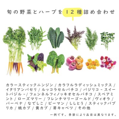 【定期便】彩り野菜と香るハーブセット　12回お届けセット　ah11702