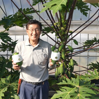 淡路の青パパイヤ 約800g×3個セット　an10006
