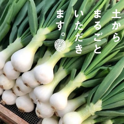 葉玉ねぎ 2.5kg【お届け日指定返礼品】　ao06003