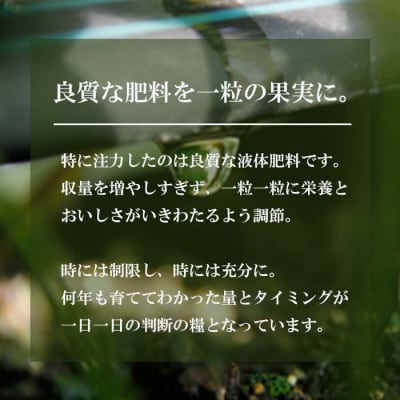 長畠高原苺園　朝採り大粒いちご【1月より順次出荷・お届け日指定不可】　an02004