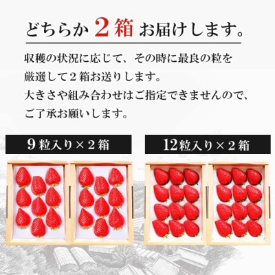 長畠高原苺園　朝採り大粒いちご【1月より順次出荷・お届け日指定不可】　an02004