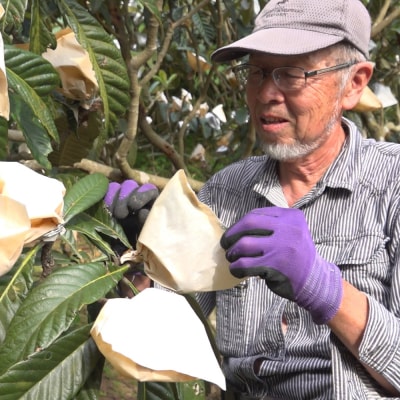 淡路島産びわ茶 5個　ak11016