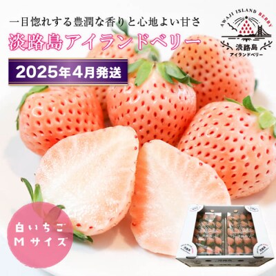 淡路島アイランドベリー　白苺淡雪Mサイズ【2025年4月発送受付・お届け日指定不可】　as14028