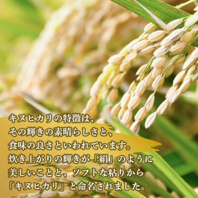 淡路日の出農協 淡路島のキヌヒカリ10kg　aa20805