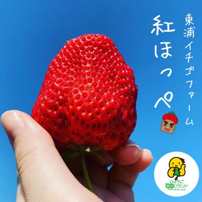 淡路産　イチゴ(紅ほっぺ) 【発送時期2025年1月頃・お届け日指定不可】　ah16802