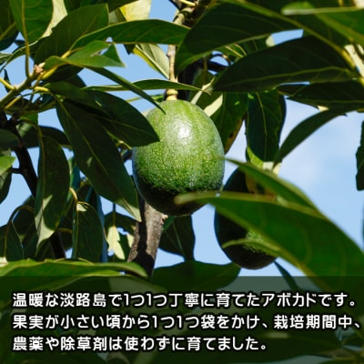 淡路島産 アボカド　ay11001