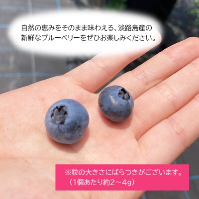 【淡路島産】大粒ブルーベリー 1kg 冷凍生果《栽培期間中、無農薬栽培》　ab11001