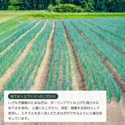 【新たまねぎ】いざなぎ農園の淡路島たまねぎ 5kg【発送時期5月頃】　ai02005