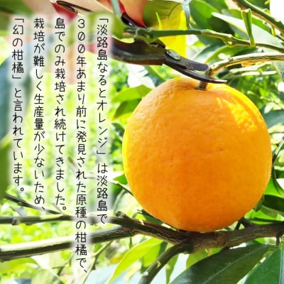 淡路島なるとオレンジ　4kg 【発送時期3月～4月】　an13001