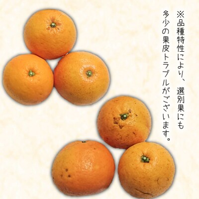 淡路島なるとオレンジ　4kg 【発送時期3月～4月】　an13001