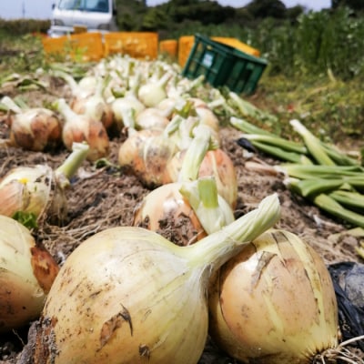 【淡路島のあま～い新玉ねぎ】淡路島ファーム太陽と海から期間限定でお届け 2kg　aa17005