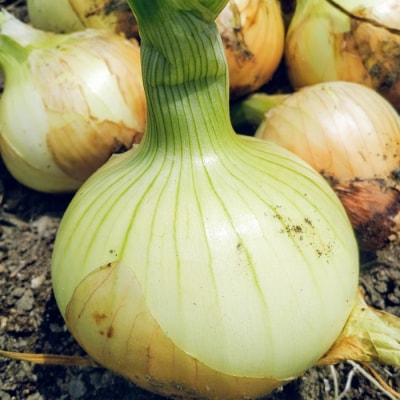 【淡路島のあま～い新玉ねぎ】淡路島ファーム太陽と海から期間限定でお届け 2kg　aa17005