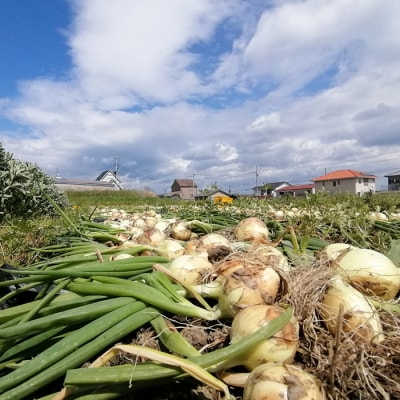 【淡路島のあま～い新玉ねぎ】淡路島ファーム太陽と海 から期間限定でお届け 5kg　aa17006