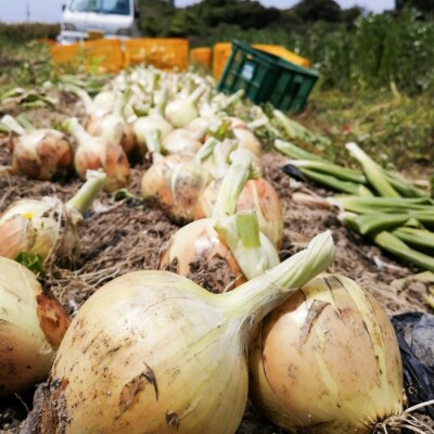 【淡路島のあま～い新玉ねぎ】淡路島ファーム太陽と海 から期間限定でお届け 10kg　aa17007