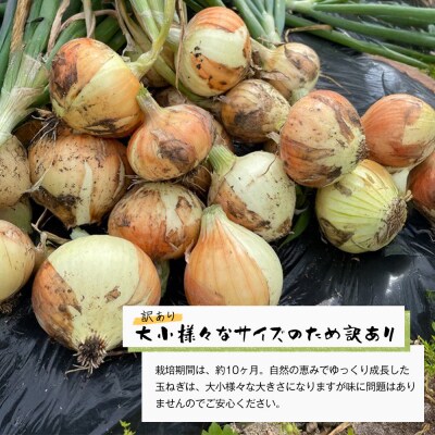 自然栽培玉ねぎ 3kg 《大小様々なサイズのため訳あり》　aw03012